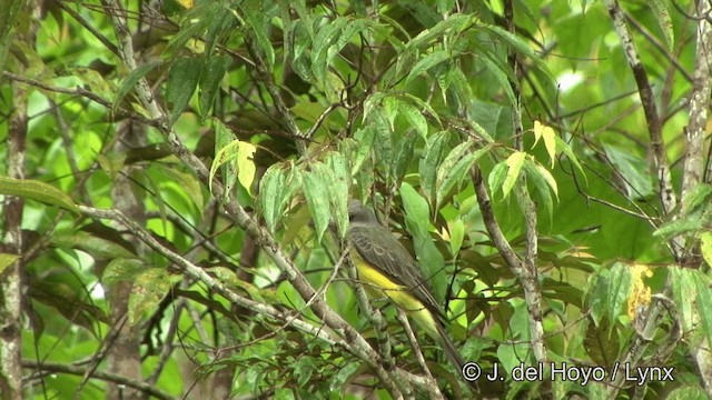Tropical Kingbird - ML201330171