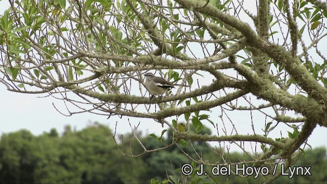 White-banded Mockingbird - ML201330421