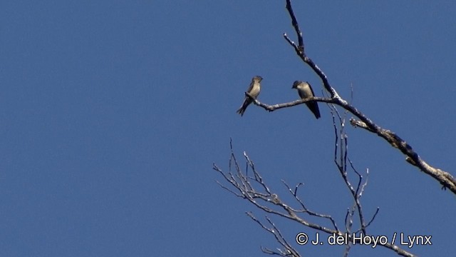 White-thighed Swallow - ML201330571