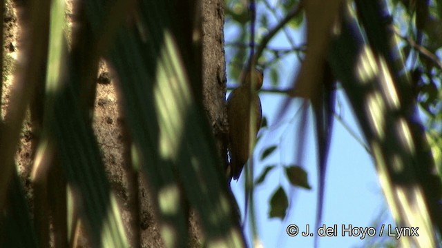 Yellow-throated Woodpecker - ML201330631