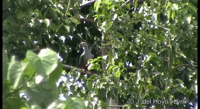 Краснорогий плодовый голубь - ML201330741