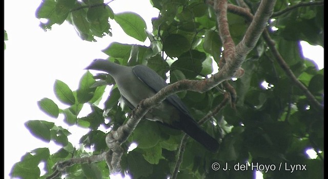 Островной плодовый голубь - ML201330781