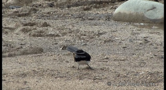 Willie-wagtail - ML201330861