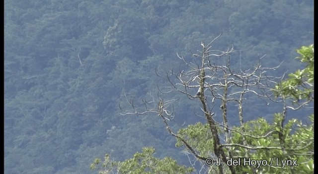 holub bledý - ML201331041