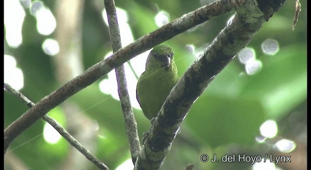 Папужка-пігмей зелений - ML201331111