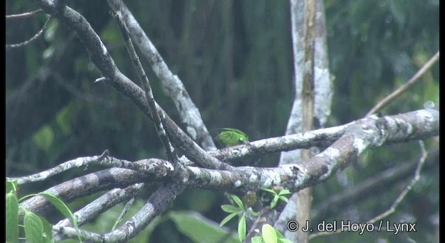 papoušínek zelený - ML201331121