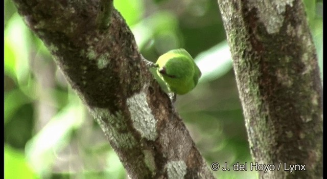 Папужка-пігмей зелений - ML201331151