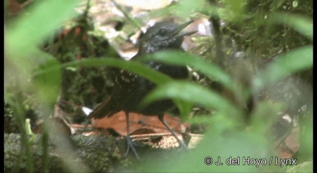 Tüpfelwangen-Ameisenvogel - ML201331521