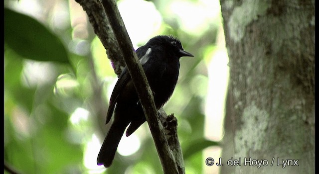 Fulvous-crested Tanager - ML201331531