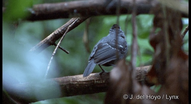 Black-headed Antbird (Amazonas) - ML201331541
