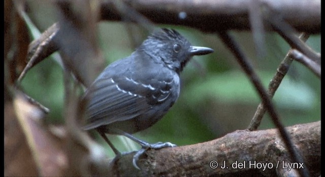 Black-headed Antbird (Amazonas) - ML201331551
