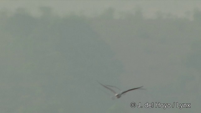 svartvingeglente (vociferus gr.) - ML201331821