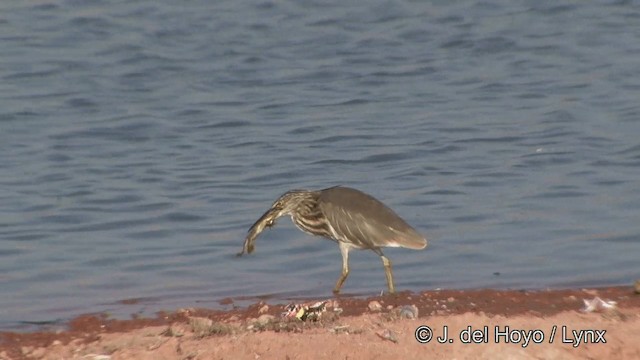 Indian Pond-Heron - ML201332201