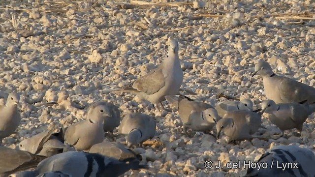 Eurasian Collared-Dove - ML201332281