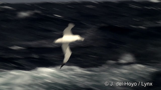 Albatros hurleur, A. de Tristan da Cunha ou A. des Antipodes - ML201332421