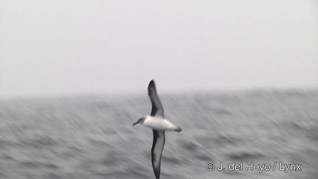 Gray-headed Albatross - ML201332441