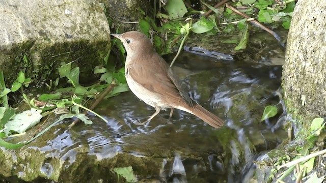 Common Nightingale (megarhynchos/africana) - ML201332471