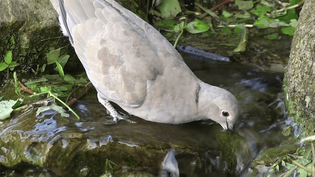 Eurasian Collared-Dove - ML201332511