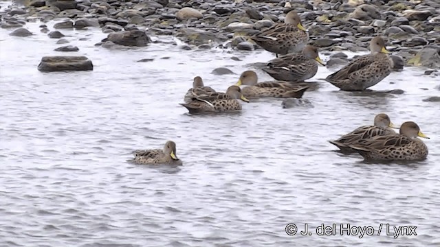 Yellow-billed Pintail (South American) - ML201332551