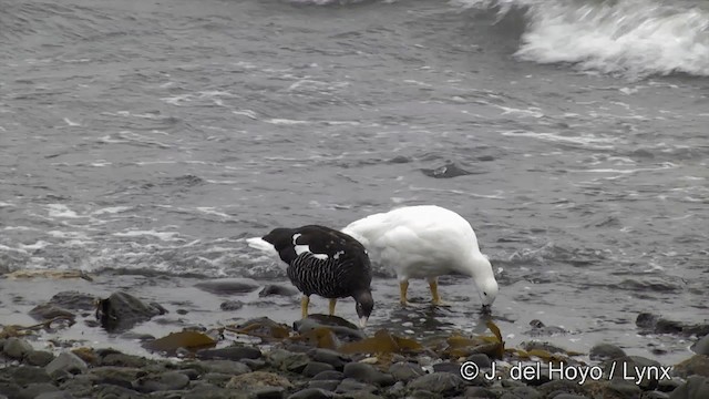 Kelp Goose - ML201332611