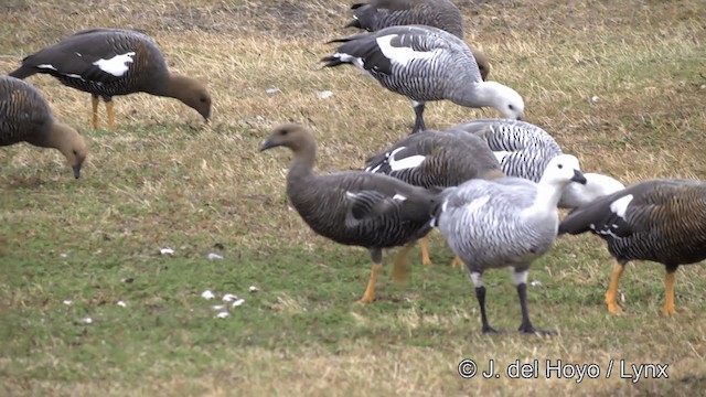 Upland Goose - ML201332631