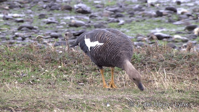 Upland Goose - ML201332651