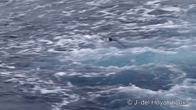 Cape Petrel (Antarctic) - ML201332811