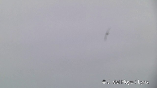Gray-headed Albatross - ML201332841