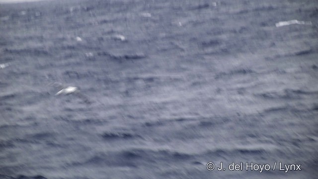 Snowy Albatross - ML201332851