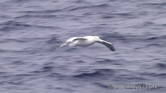 Snowy Albatross - ML201332861
