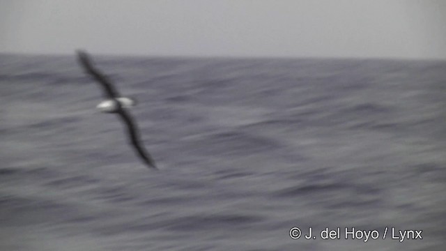 Black-browed Albatross (Black-browed) - ML201332871