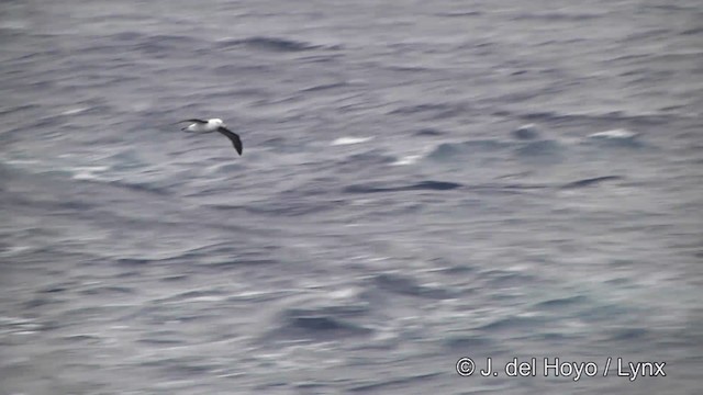 Black-browed Albatross (Black-browed) - ML201332881