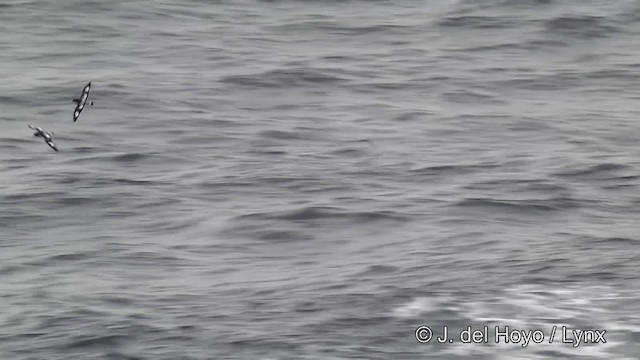 buřňák černobílý (ssp. capense) - ML201332961