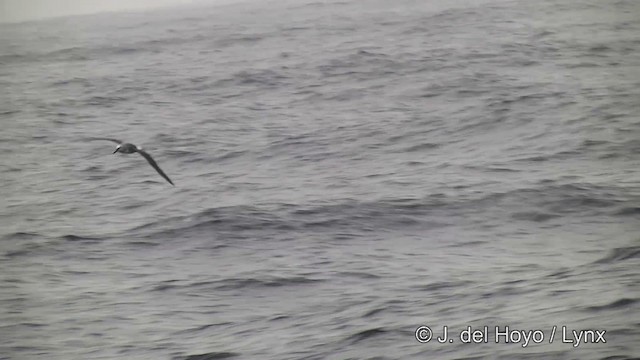 Albatros Cabecigrís - ML201332991