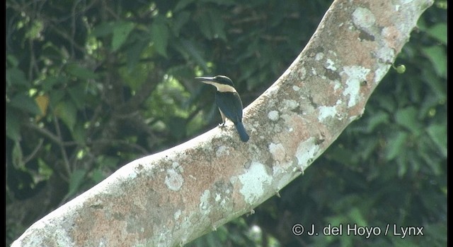 Melanesian Kingfisher (Bougainville-Guadalcanal) - ML201333101