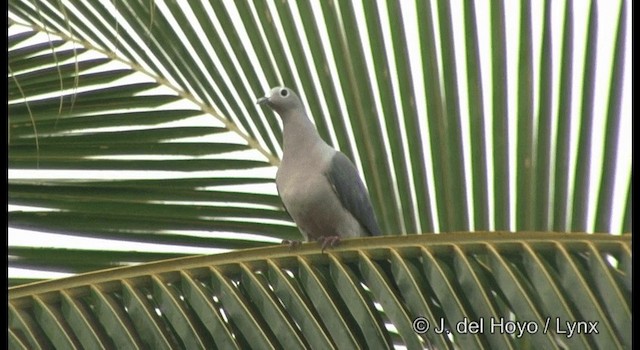 Island Imperial-Pigeon - ML201333171