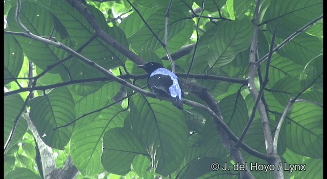 Asian Fairy-bluebird - ML201333291