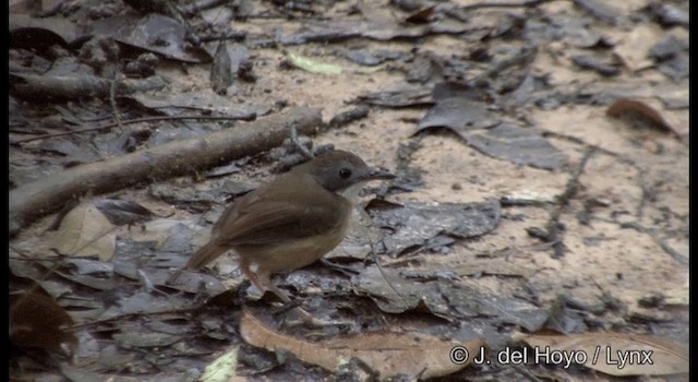 Short-tailed Babbler - ML201333301