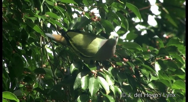 Розовошейный зелёный голубь - ML201333371