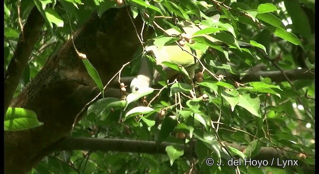 Pink-necked Green-Pigeon - ML201333391