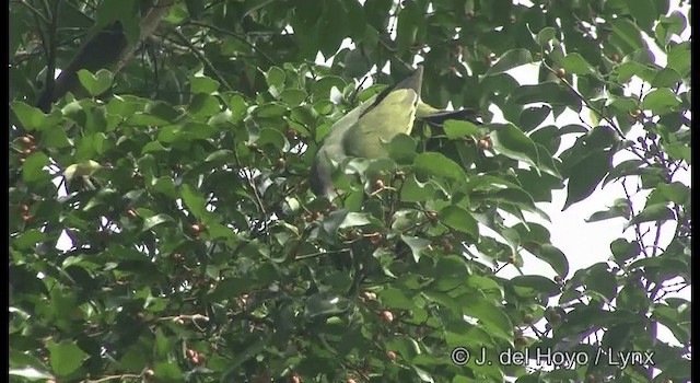 コアオバト Ebird