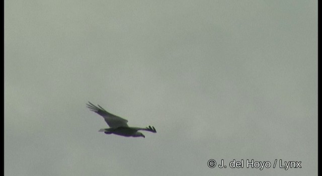 Белобрюхий орлан - ML201333471