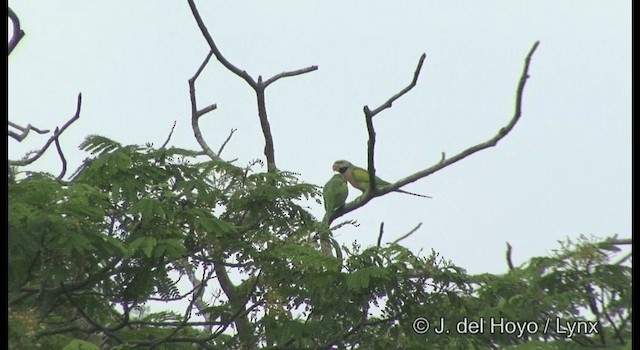 Red-breasted Parakeet - ML201333511