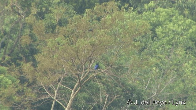 Asian Fairy-bluebird - ML201333571