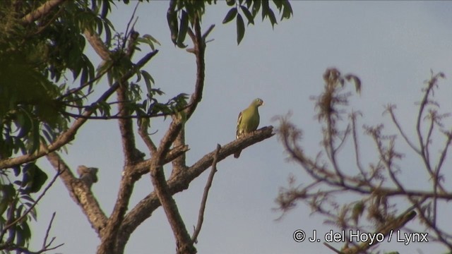 Thick-billed Green-Pigeon - ML201333751