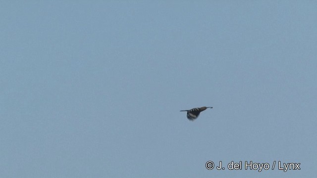 hærfugl (epops gr.) - ML201333761