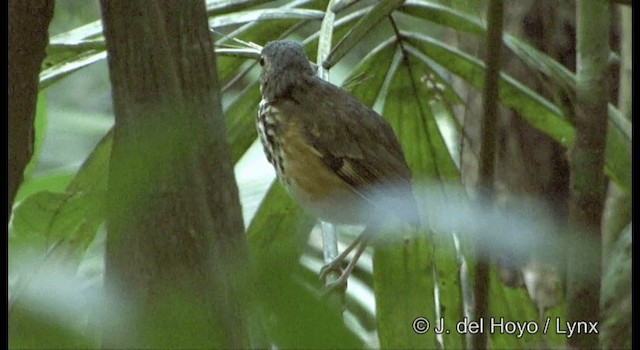 Spotted Antpitta (Spotted) - ML201333811