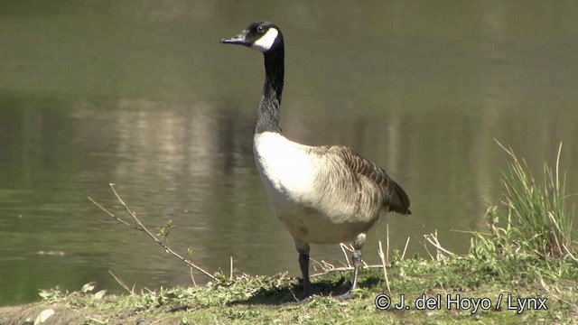 Canada Goose (canadensis Group) - ML201333891