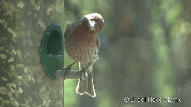 House Finch (Common) - ML201333921