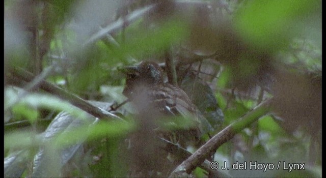 Wing-banded Antbird (Wing-banded) - ML201334011
